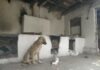 Одинокий щенок у разрушенного дом в селе Максат, странные надписи «ОМП» — печальная история из соцсетей