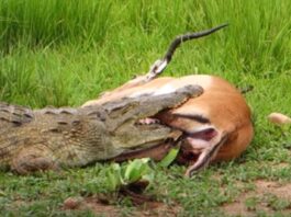 Чудесное спасение антилопы из пасти крокодила: видео