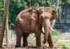 Кочующих диких слонов приманкой отводят вдаль от населенных пунктов Китая