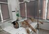 В зоопарке Каракола самец туркестанской рыси заболел двусторонней пневмонией