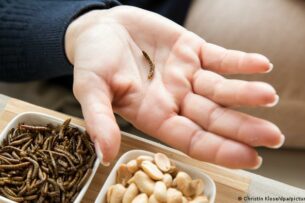 ЕС разрешил употребление сушеных мучных червей в пищу