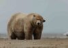 Толстяк Альберт — самый крупный белый медведь, и что с ним не так