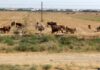 Туркменских фермеров заставляют сжигать солому, оставшуюся на полях после сбора пшеницы