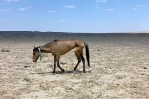 Умирающих от голода лошадей в степях Казахстана сфотографировал местный житель Умирающих от голода лошадей в степях Казахстана сфотографировал местный житель