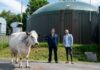 Британец майнит криптовалюту на энергии из коровьего навоза