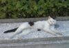 Министерство экономики Франции ищет кошку на свободную вакансию