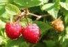 В Тюменскую область из Кыргызстана ввезли свыше 6 тонн свежих ягод