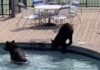 Медведи устроили вечеринку в комплексе с бассейнами и теннисным кортом: видео