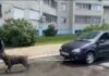 Пес из России установил новый мировой рекорд (видео)