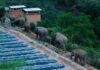 Стадо диких слонов наводит ужас на жителей китайской провинции (видео)