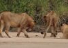Воинственный краб загипнотизировал львов: видео