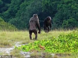 Лесной интернет: как дикие животные предупреждают и обманывают друг друга