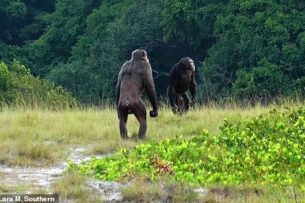 Лесной интернет: как дикие животные предупреждают и обманывают друг друга