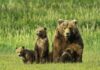 На дорогах Якутии завелась очень милая банда медведей-попрошаек