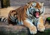 Амурский тигр загнал грибников на дерево (видео)