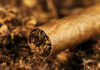 Люди могли употреблять табак более 12 тыс. лет назад