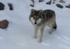 Волк из Германии пересек три страны и пробежал рекордные 1240 км