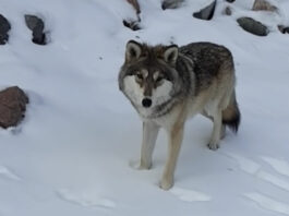 Пойдет охота на волков. Евросоюз снизил охранный статус Canis lupus