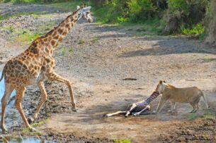Жираф защищает новорожденного детеныша от львицы: трагическое видео