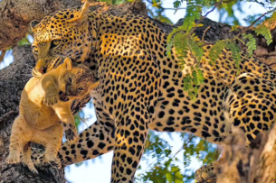 Леопард украл львенка и съел: шокирующее видео