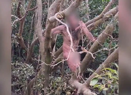Грабитель сбежал от полиции, попал в ловушку с крокодилами и голым сидел на дереве