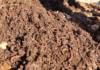 Лесхозы Кыргызстана теперь будут производить качественный биогумус. Помогут  калифорнийские черви