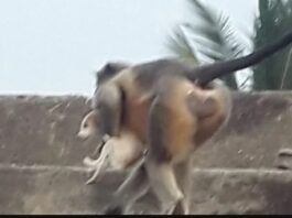 Обезьяны убили 250 щенков в индийской деревне, теперь нападают на детей. Приматы мстят за убитого детеныша