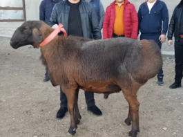 В Казахстане барана продали за 40 тысяч долларов. Что в нем особенного? (видео)