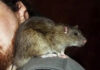 Крысы-киборги могут пополнить ряды спецслужб Индии