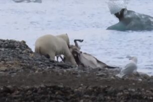 Белые медведи быстро адаптировались к таянию льдов. Биологи пока не понимают, как именно