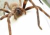 Огромный паук прервал брифинг по коронавирусу в Австралии