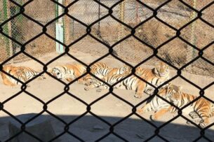 Тысячи тигров выращивают на фермах в Азии, чтобы варить из них «целебный» клей