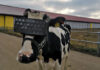 Фермер купил VR-очки своим коровам. Теперь они любуются летними лугами и дают больше молока