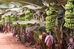Родственник бананов из Эфиопии станет спасением от глобального голода