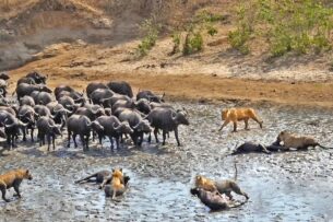 Противостояние буйволов львам: мощное видео из африканского парка