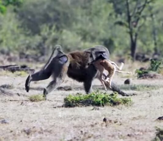Огромный павиан отнимает добычу у гепардов: видео