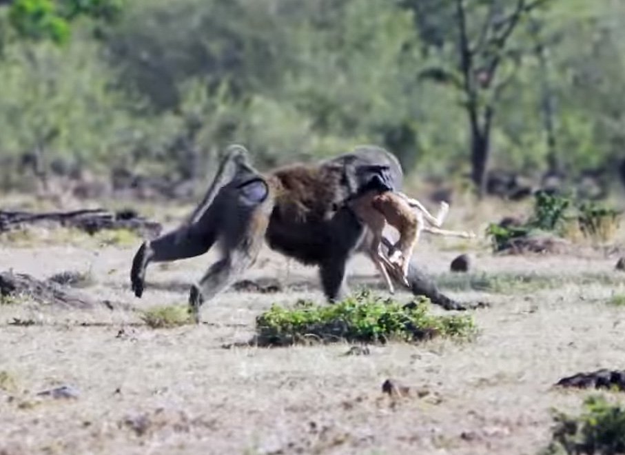 Огромный павиан отнимает добычу у гепардов: видео – K-News