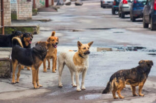 В Ашхабаде вновь массово уничтожают собак и кошек