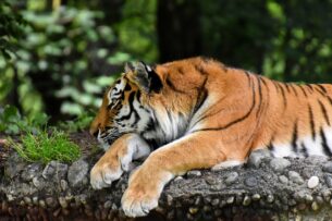 В Индии за год умерло рекордное число тигров