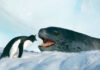Пингвин ловко ушел по воде от морского леопарда, а потом вылез на льдину и стал с ним ругаться (видео)