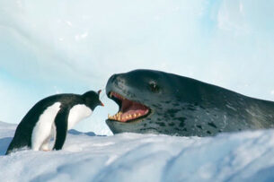 Пингвин ловко ушел по воде от морского леопарда, а потом вылез на льдину и стал с ним ругаться (видео)