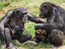 Империя шимпанзе рухнула за несколько лет — и это пугающе похоже на людей