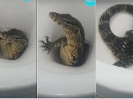 Выползший из унитаза варан напугал туриста в Таиланде: видео