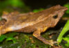Зоологи впервые за сто с лишним лет услышали голос южноамериканской жабы