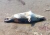 Десятки мертвых тюленей нашли близ месторождения «Каражанбас» в Казахстане