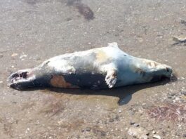 Десятки мертвых тюленей нашли близ месторождения «Каражанбас» в Казахстане