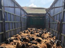 Кыргызстанец пытался незаконно перегнать более 250 овец из Таджикистана