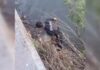 Полицейский спас из воды кота в Казахстане. Операция по спасению животного попала на видео