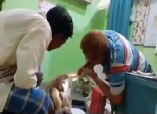 В Индии раненая обезьяна обратилась за помощью в человеческую больницу