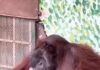 Орангутан закурил на глазах у посетителей